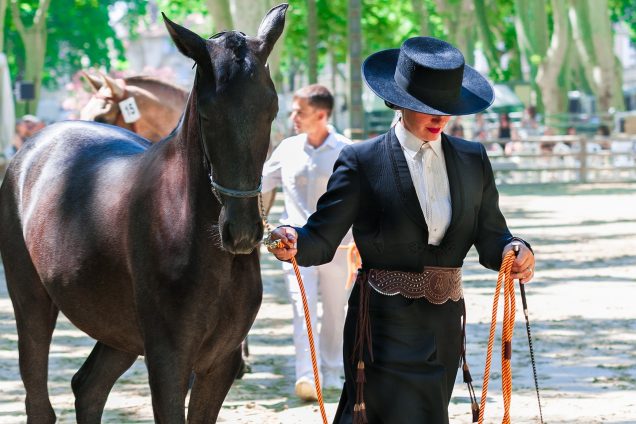 Dressuurwedstrijd bij Stal Brons