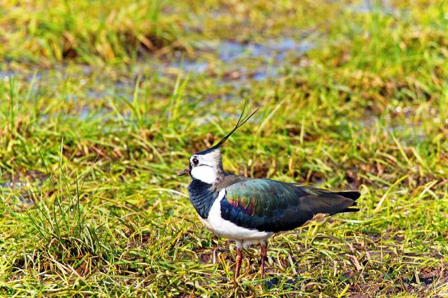 Het Weidevogelfestival Altena op Fort Giessen