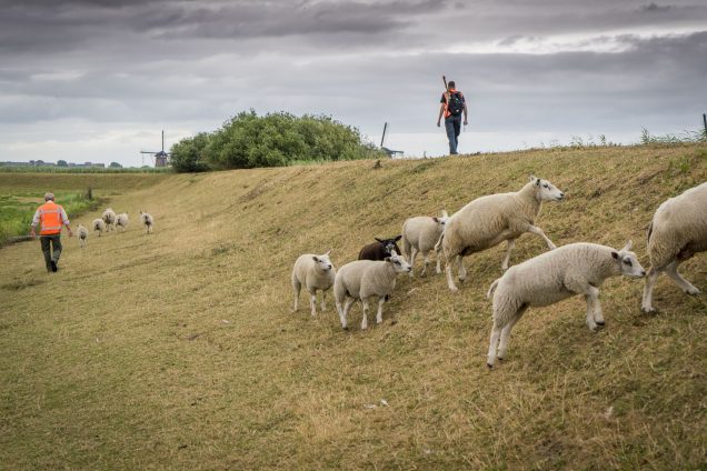 Geen schapen meer op droge dijken