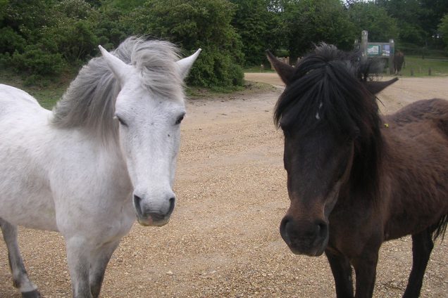 Ponyspeldag bij paardensportvereniging