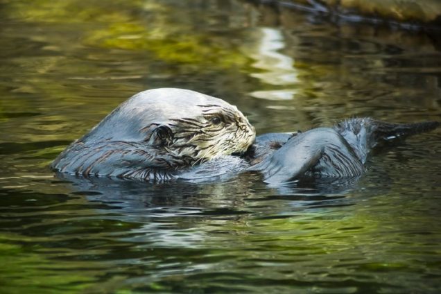 Grote Vijf; Op zoek naar bevers in de Biesbosch