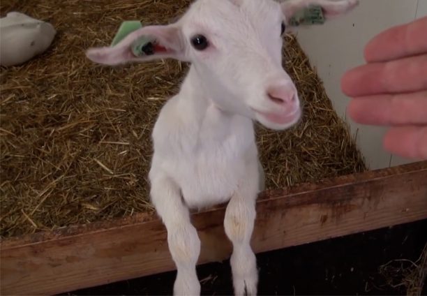 Grote opkomst op Boerenerfdag Geitenhouderij Combee