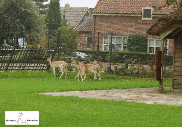 Hindes weer terug in hertenkamp Werkendam