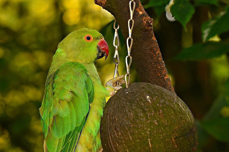 Vogeltentoonstelling de Biesboschzangers in Werkendam