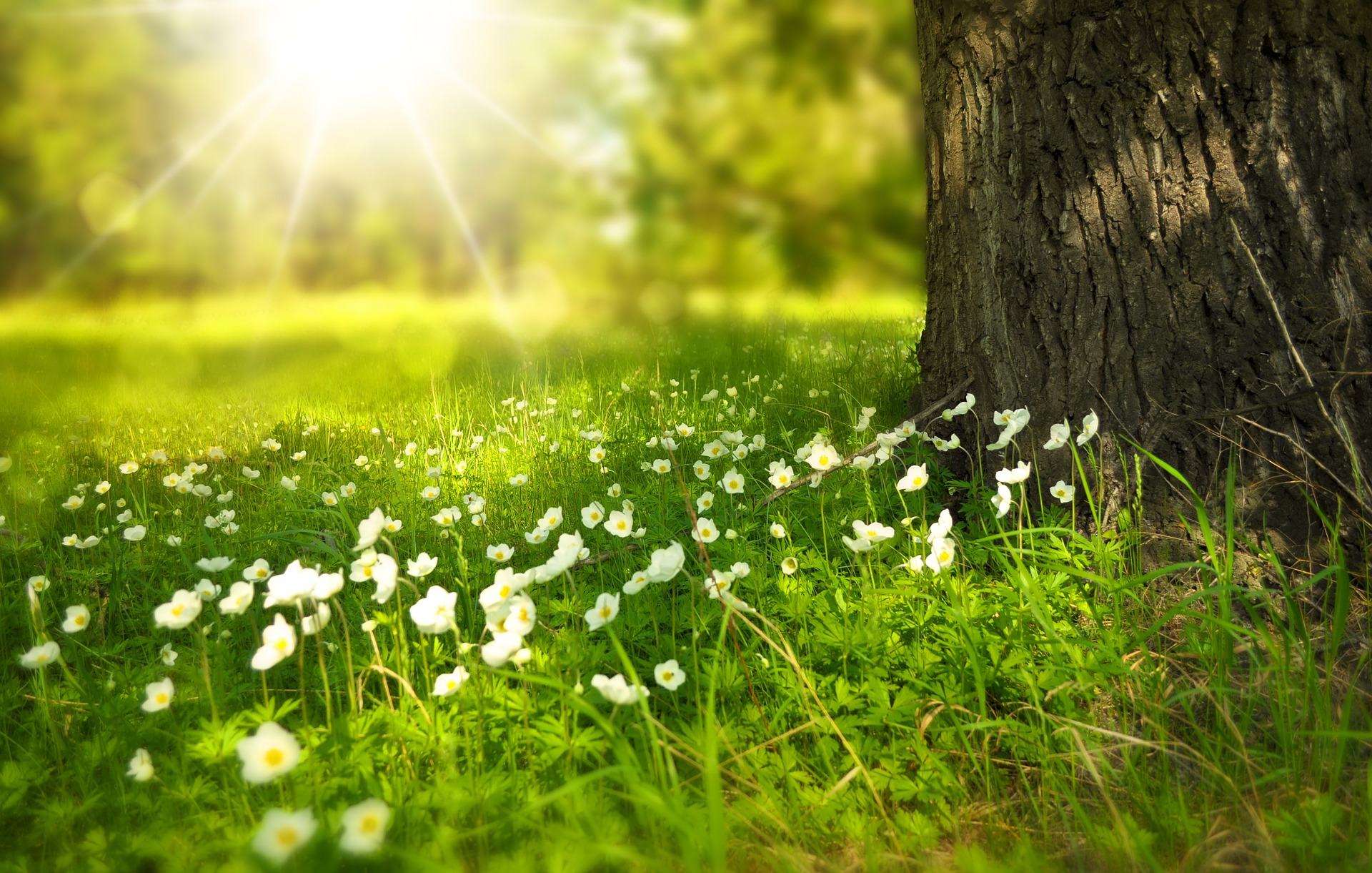 Herinneringsbomen in de gemeente Werkendam