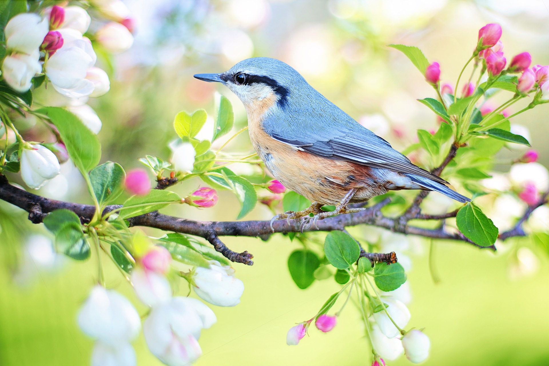 Vogelshow in ’t Rondeel in Woudrichem