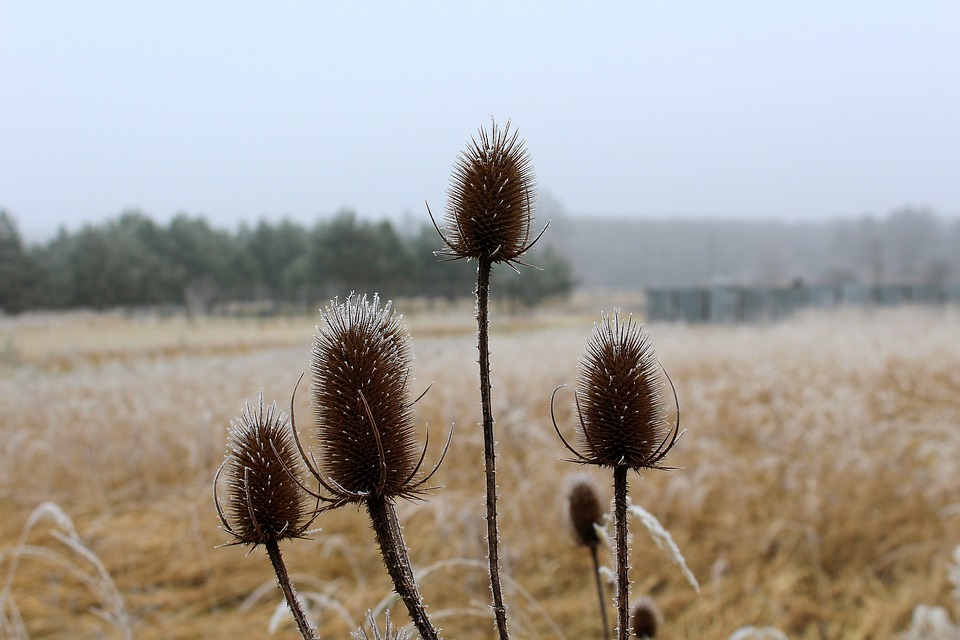 Doe mee met de midwintertelling wilde planten