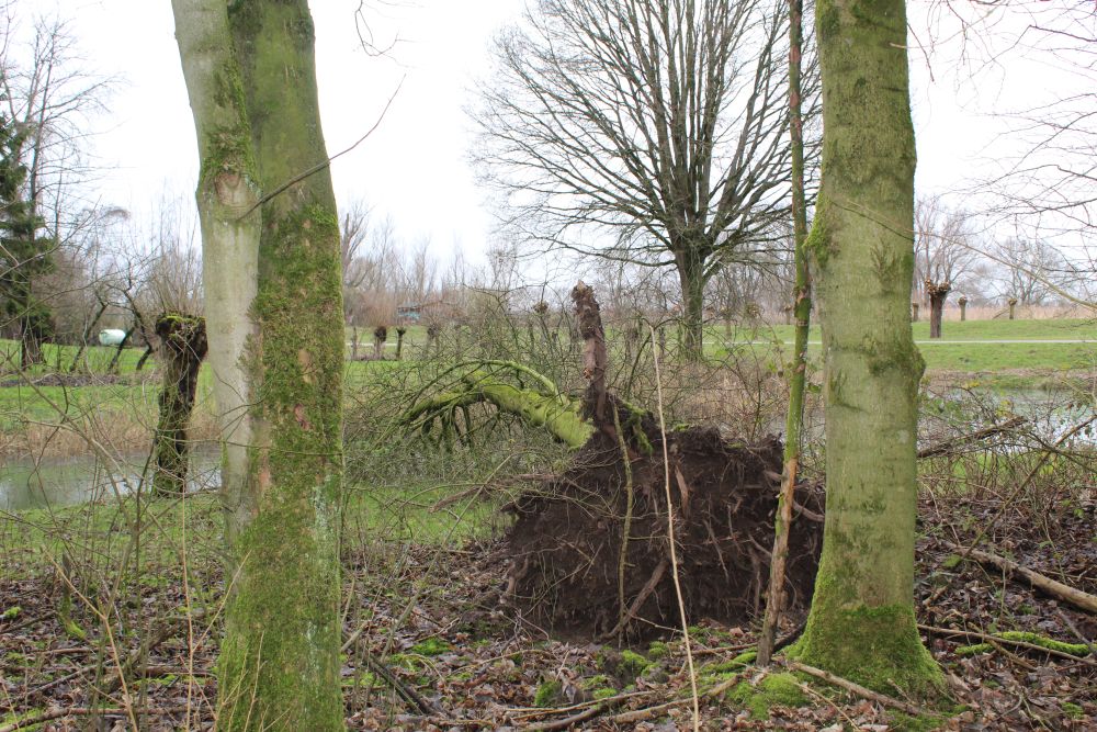 Afsluiting recreatiebos Hollandse Biesbosch door boomsterfte