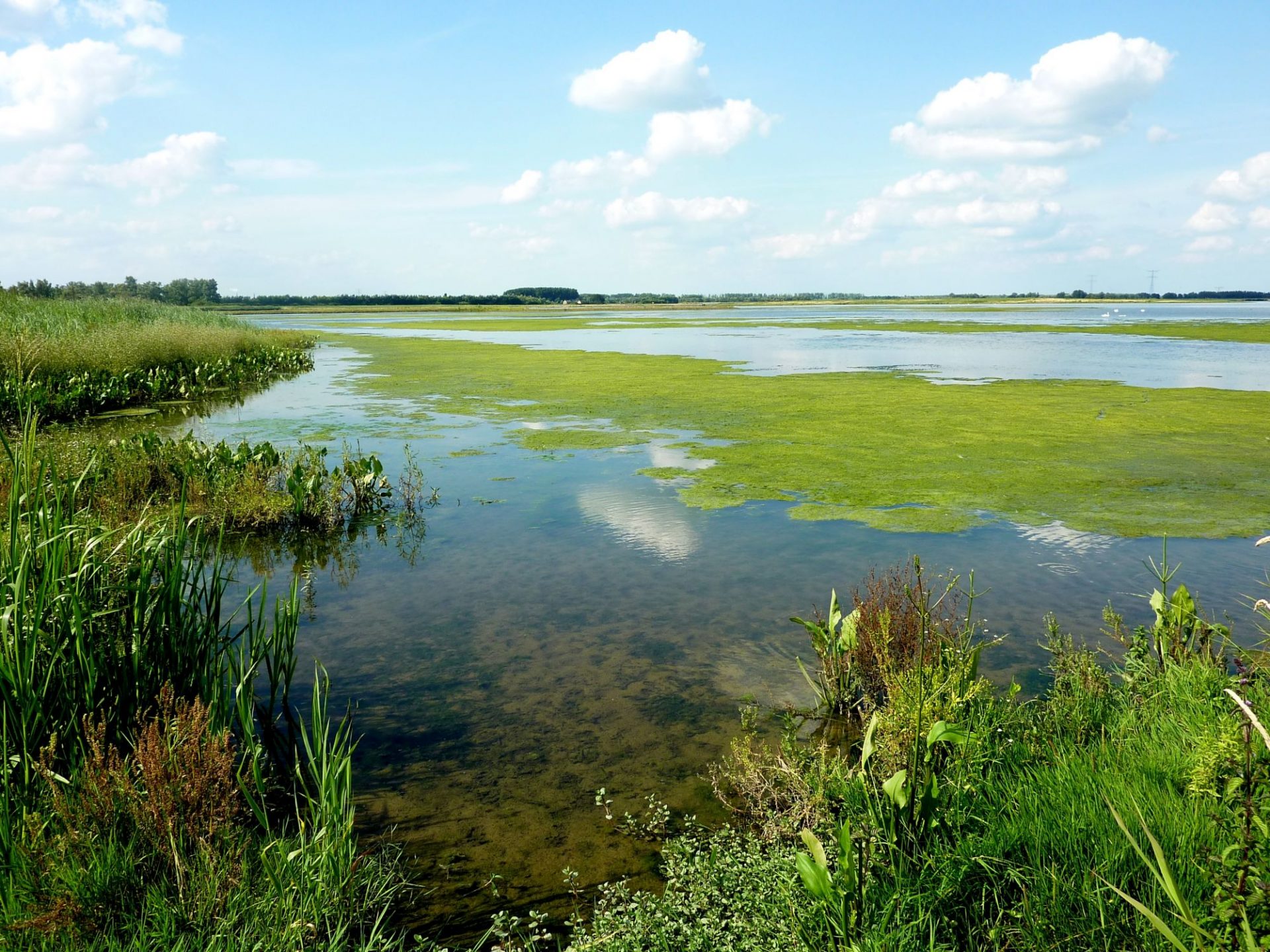 Biesbosch Natuurprijs 2024 voor Joke de Vlieger uit Werkendam