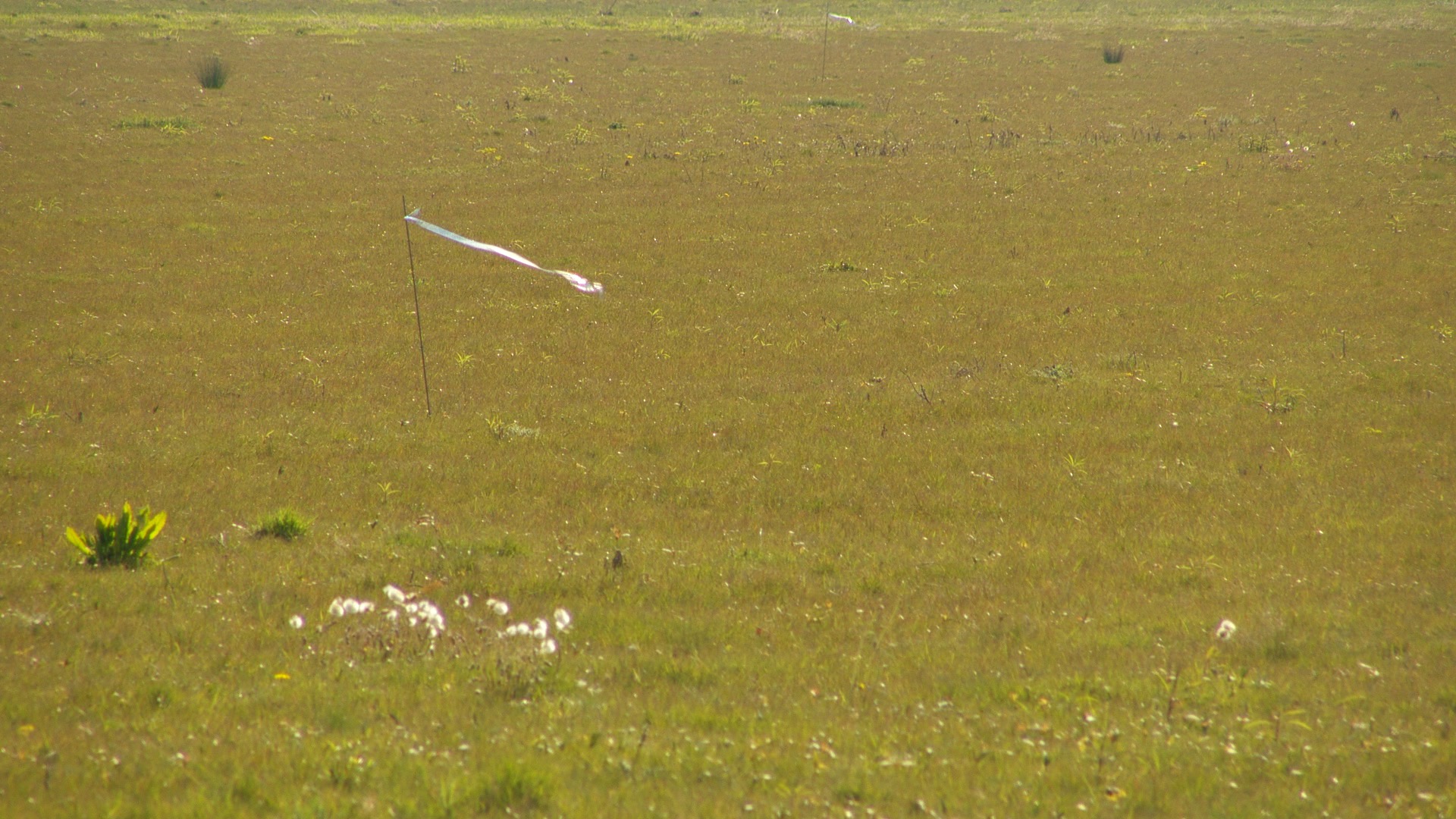 Nesten van broedende vogels ‘platgewalst’ in de Noorwaard