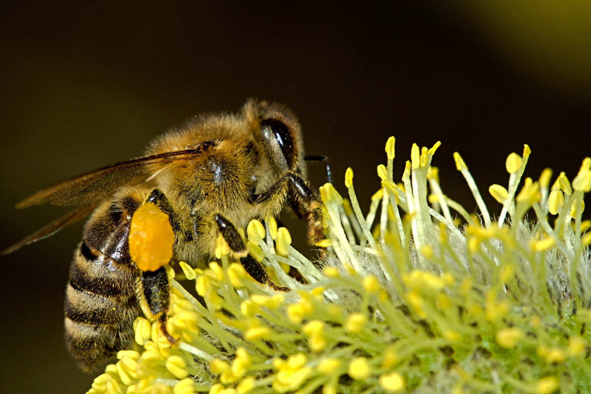 Schriftelijke vragen over tegengaan insectensterfte