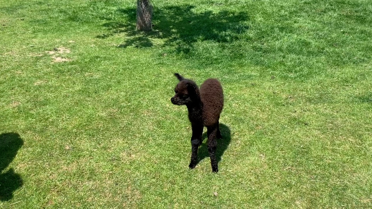 Geboortenieuws uit Almkerk op Alpacahouderij Bellatorem