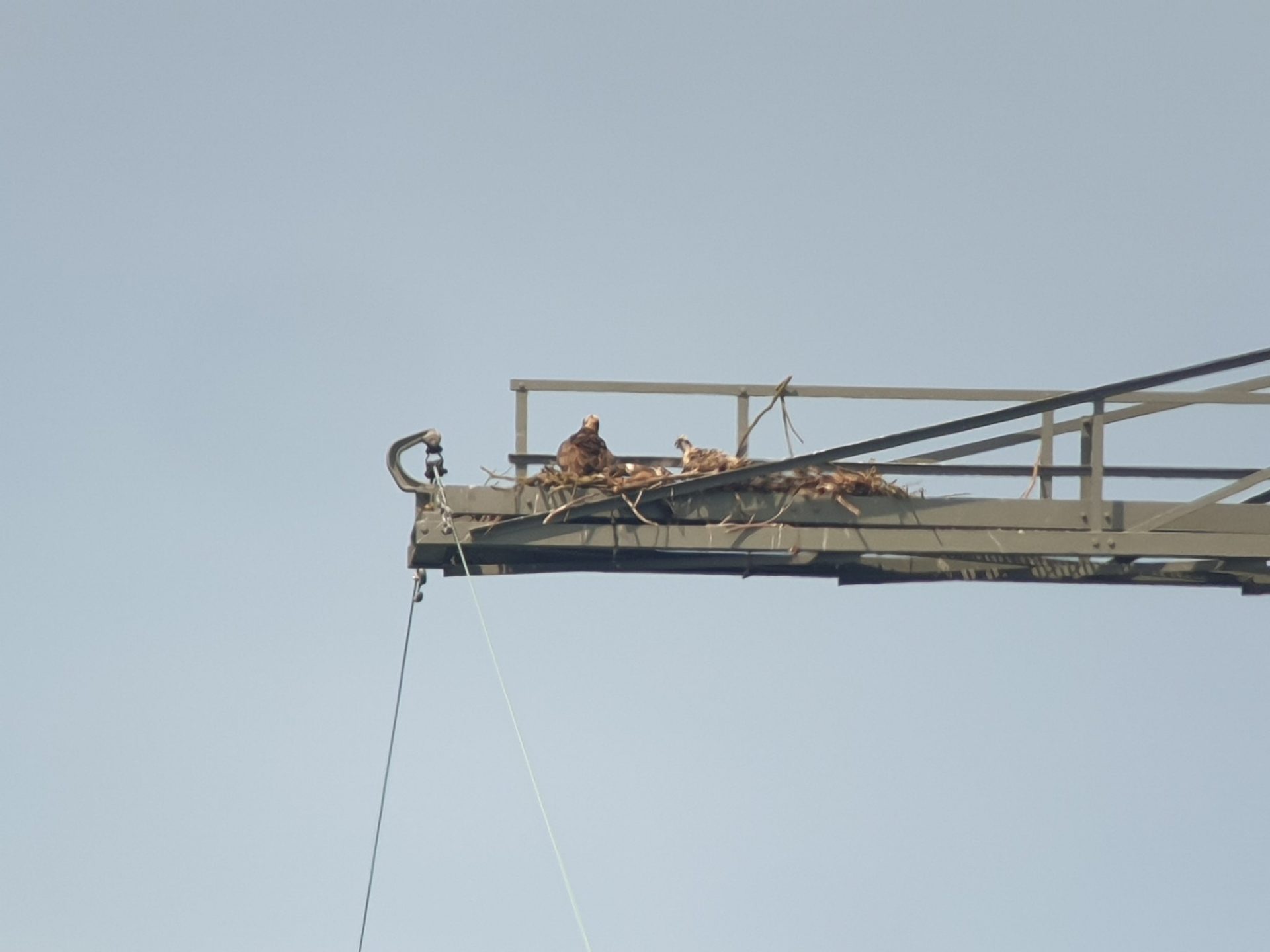 Visarend voor het eerst geringd in de Biesbosch