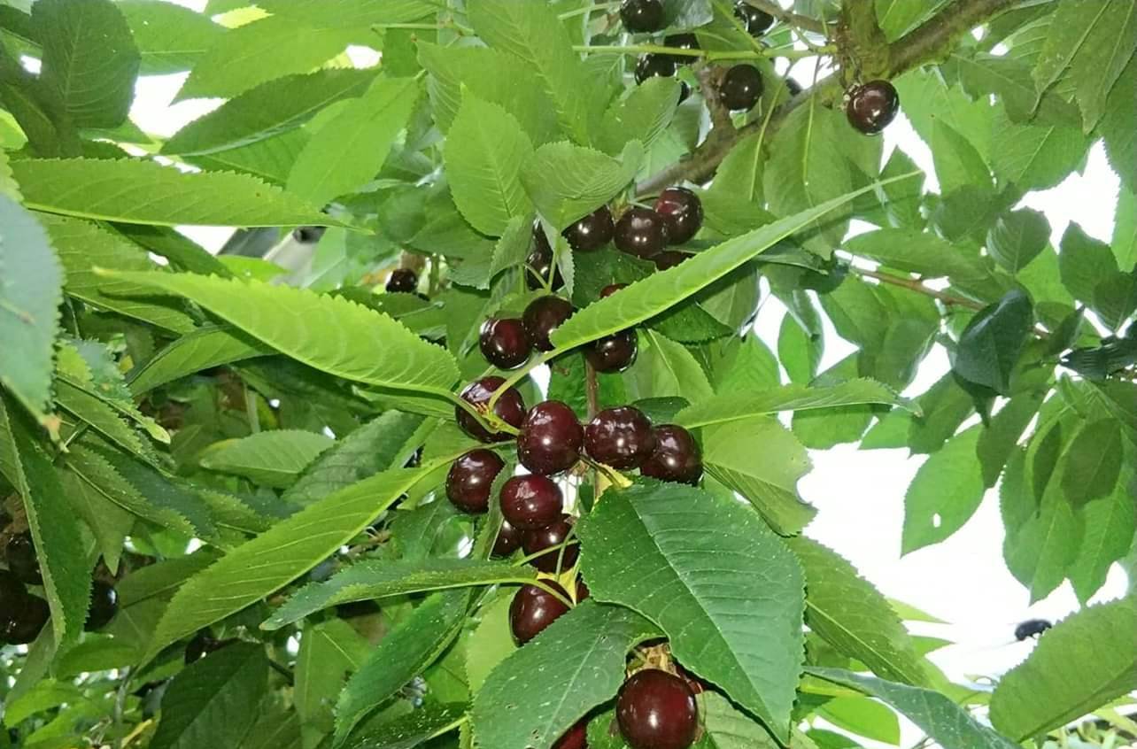 De Fruitschuur Oostveen opent deuren tijdens Zachtfruitdagen