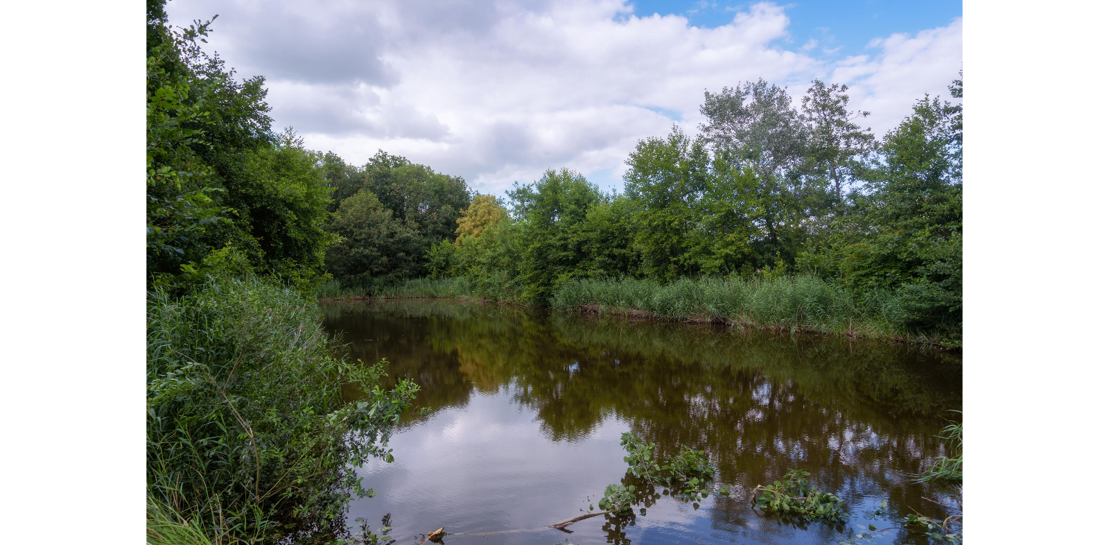 Extra bos bij het Pompveld