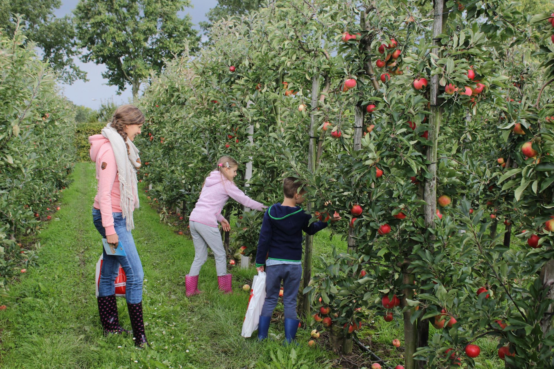 Direct van de boom je eigen appels en peren eten