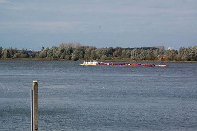 Vrijwilligers gezocht voor uniek project geknakte alen