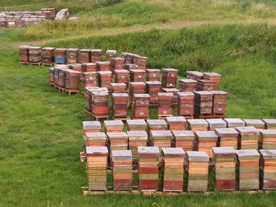 Bijenhouders starten ‘BijenBeraad’ rond De Biesbosch