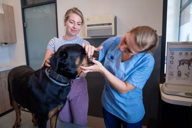 Gratis gebitscheck honden en katten in Sleeuwijk