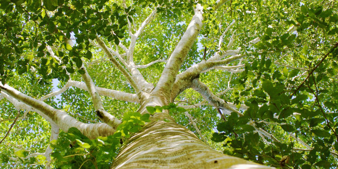 Bouwlinie Bos maakt de wereld een beetje groener