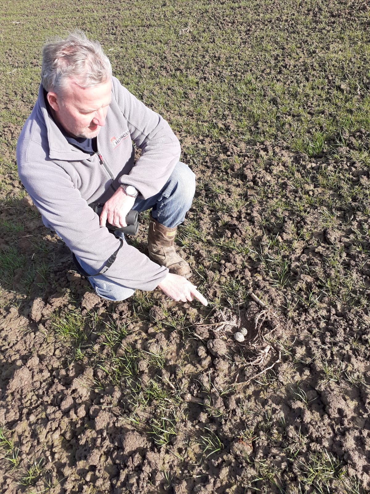 Vondst eerste kievitsei Land van Altena