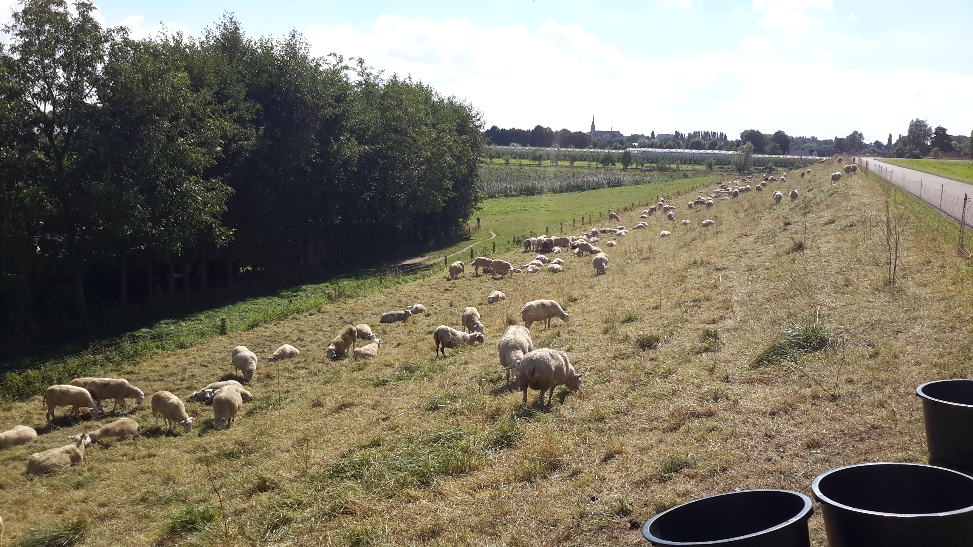 Waterschap vraagt schapen van de dijk te halen