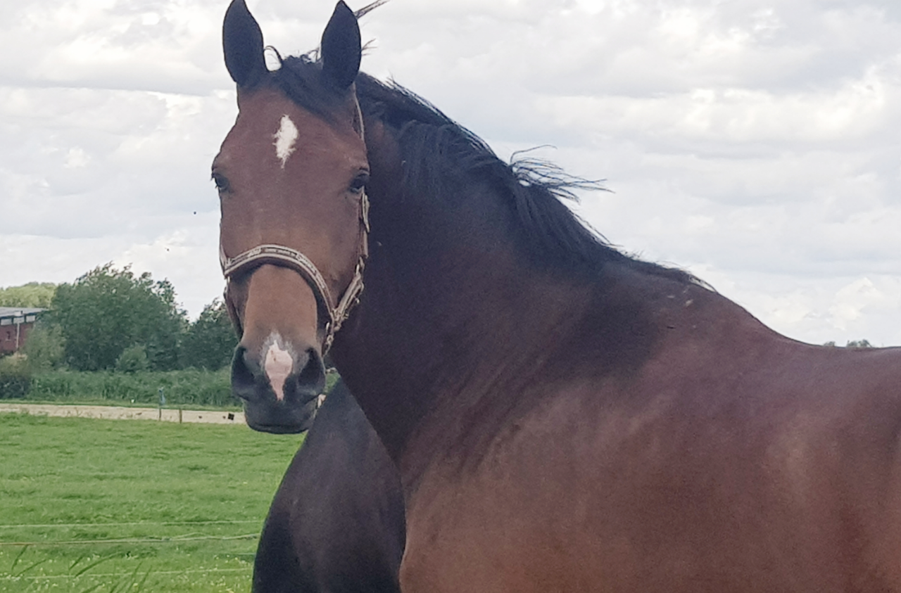 Stamboekkeuring paarden in corona tijd