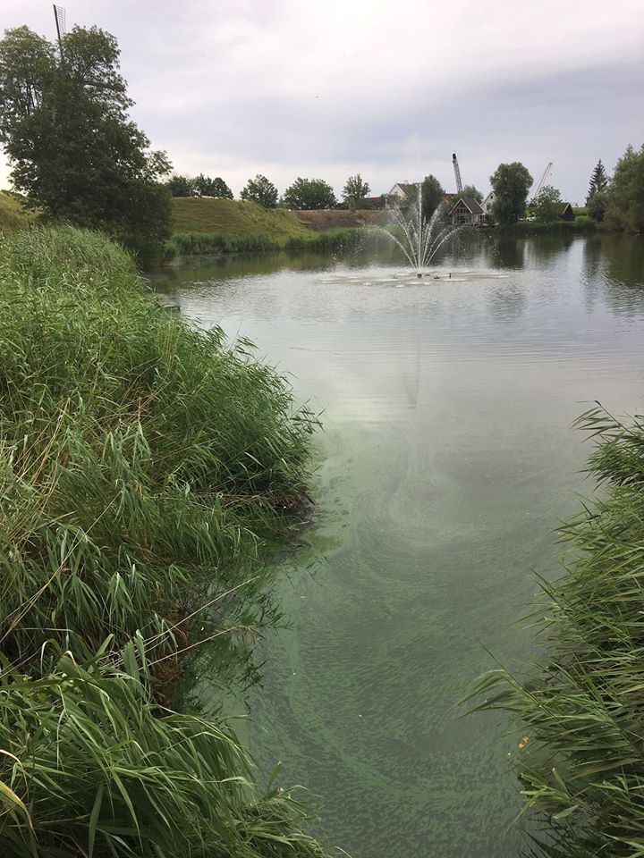 Blauwalg in oppervlakte water in Altena