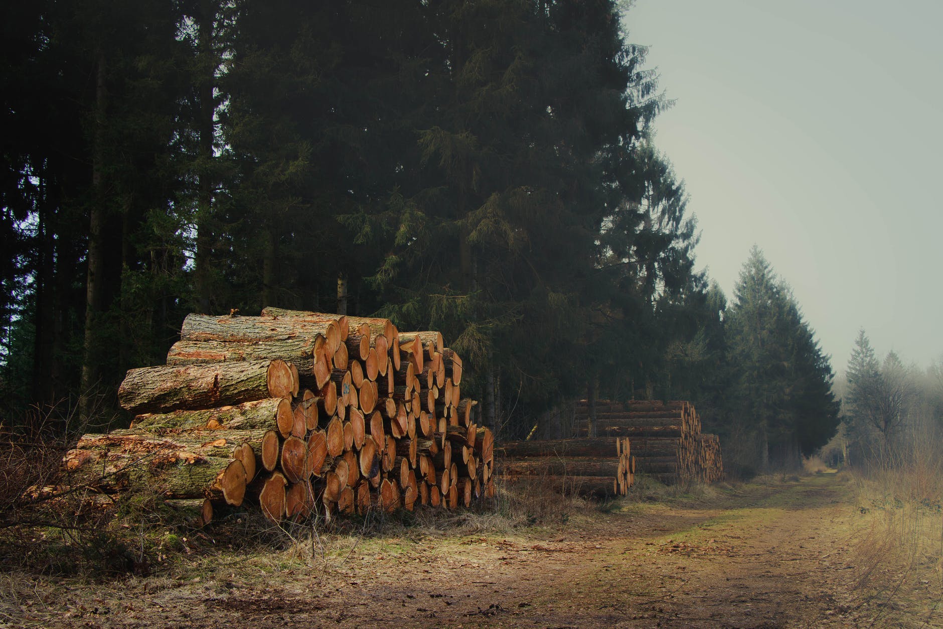 Kap bomen in Almbos