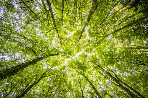 Eigenaren zelf verantwoordelijk voor onderhoud bomen