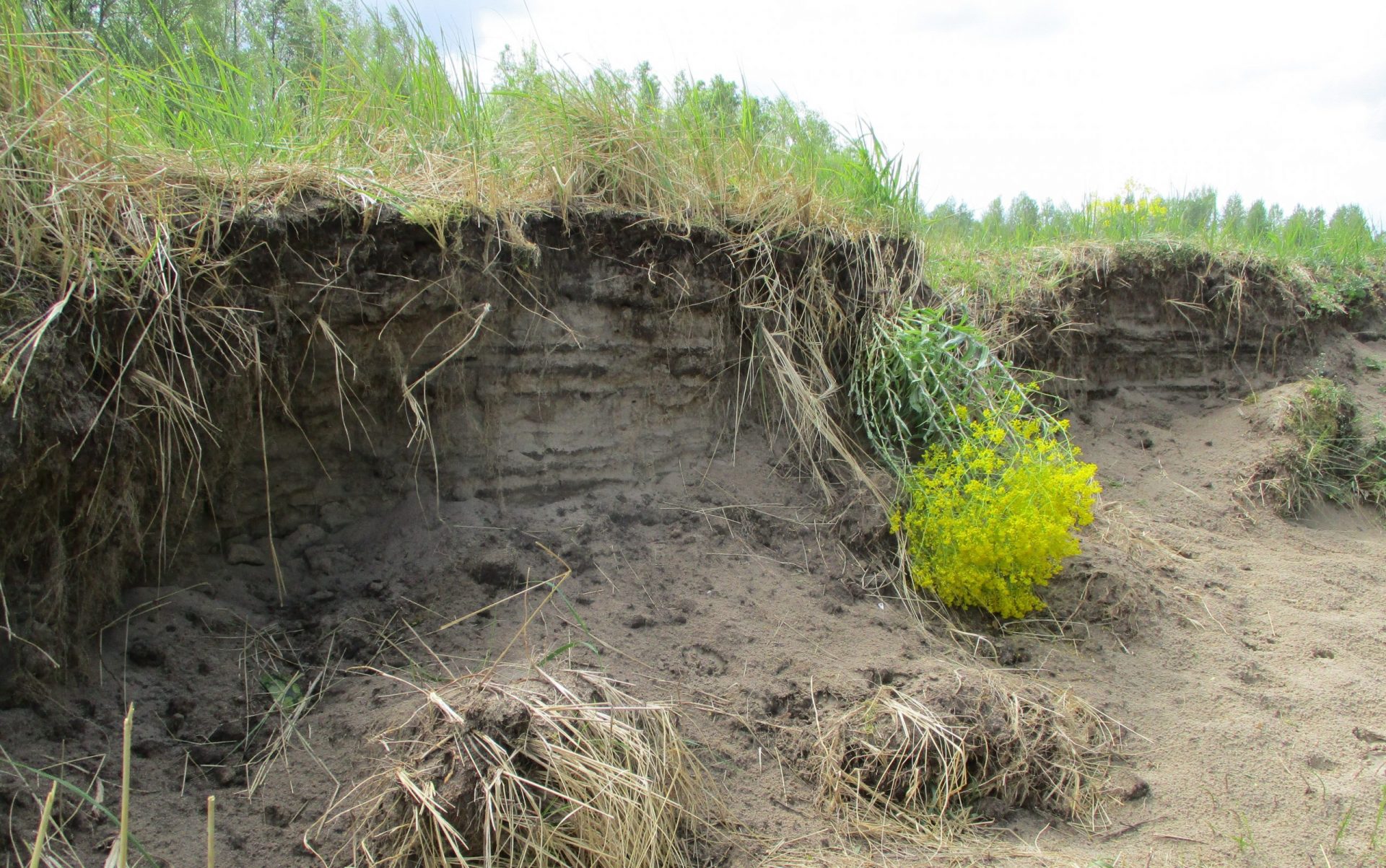 Voorgenomen ecologische maatregelen Afgedamde Maas