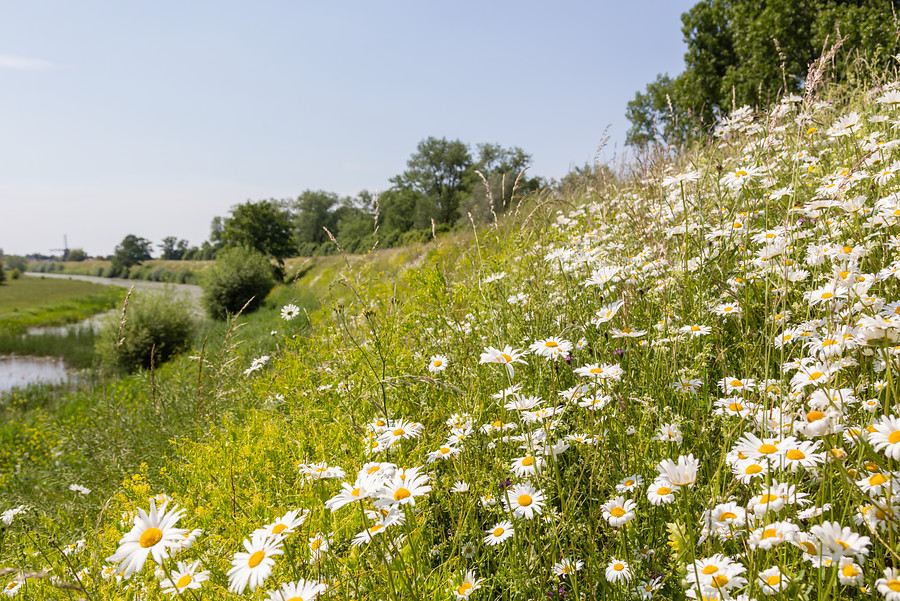 Waterschap Rivierenland geeft dijkhellingen en agrarische kavels uit