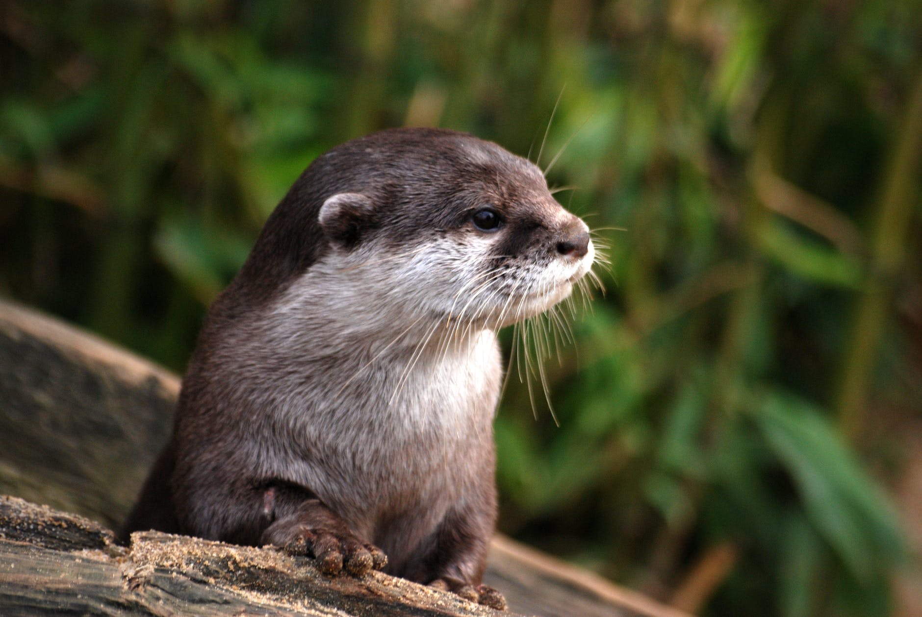 Kwestie van tijd dat otter terugkeert naar Biesbosch