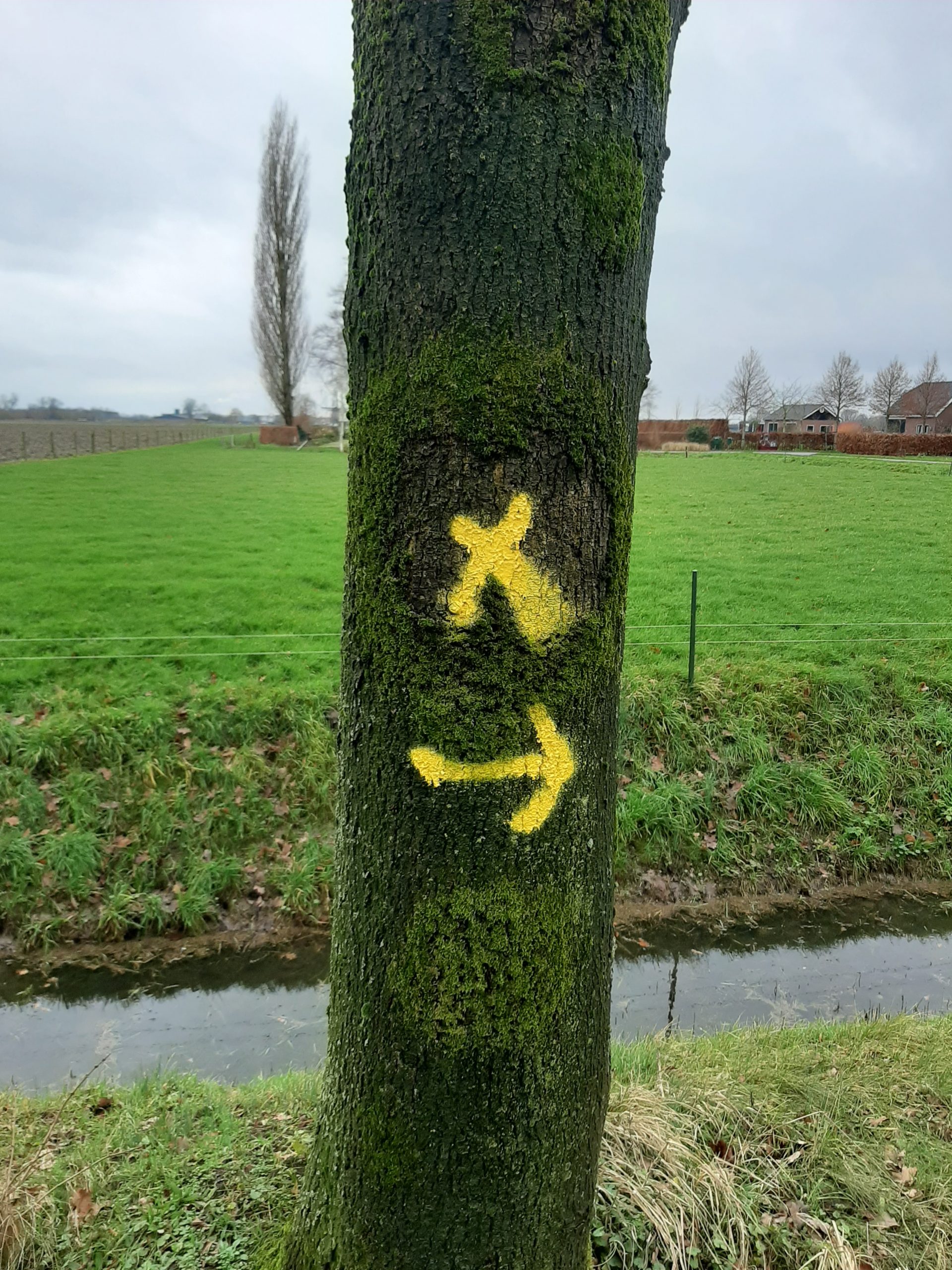 Kappen van slechte en dode bomen