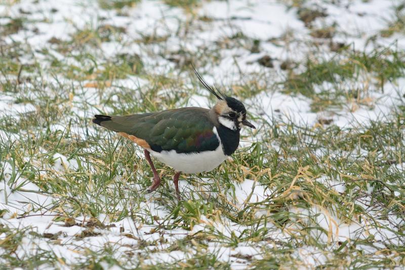 Weidevogelgroep zoekt nieuwe vrijwilligers