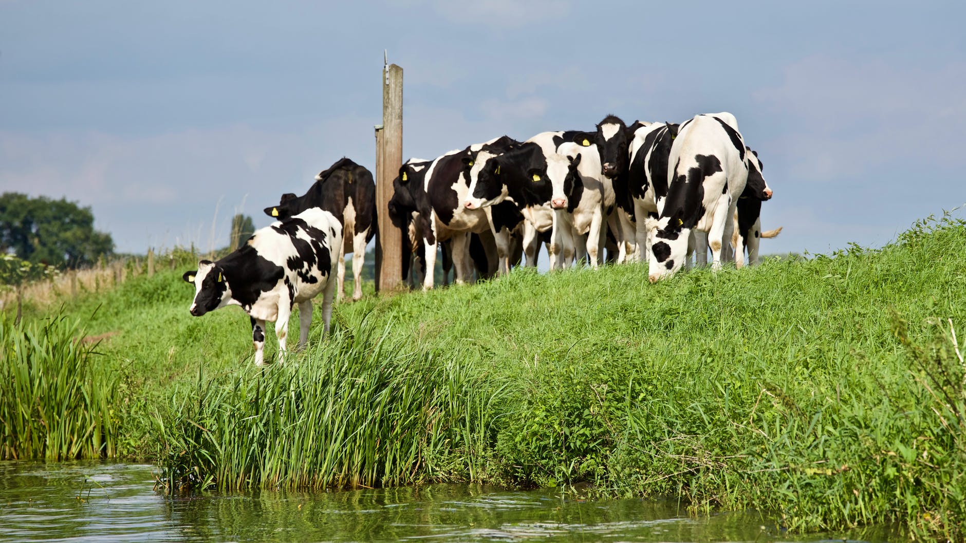 Agrofoodpluim voor De Hoeve in Wijk en Aalburg