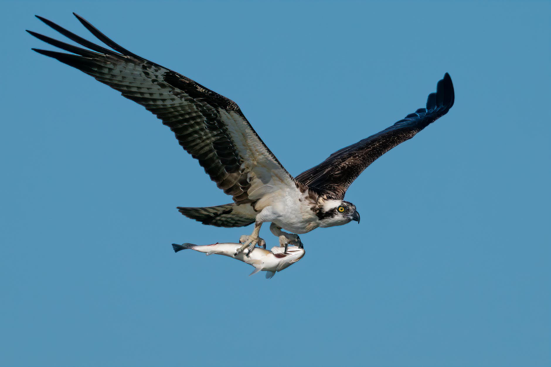 Eerste visarend aangekomen bij nest in de Biesbosch