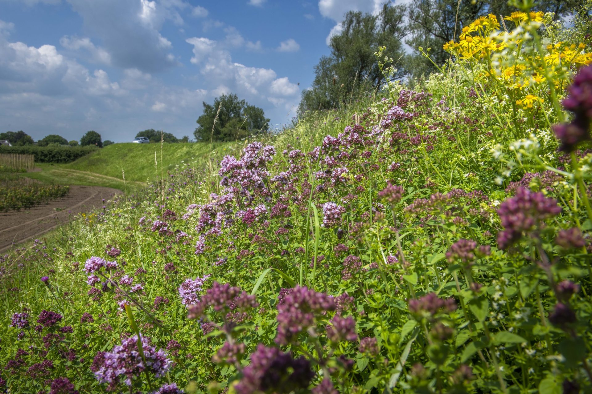 342 kilometer dijktraject voldoet niet de nieuwe veiligheidsnorm