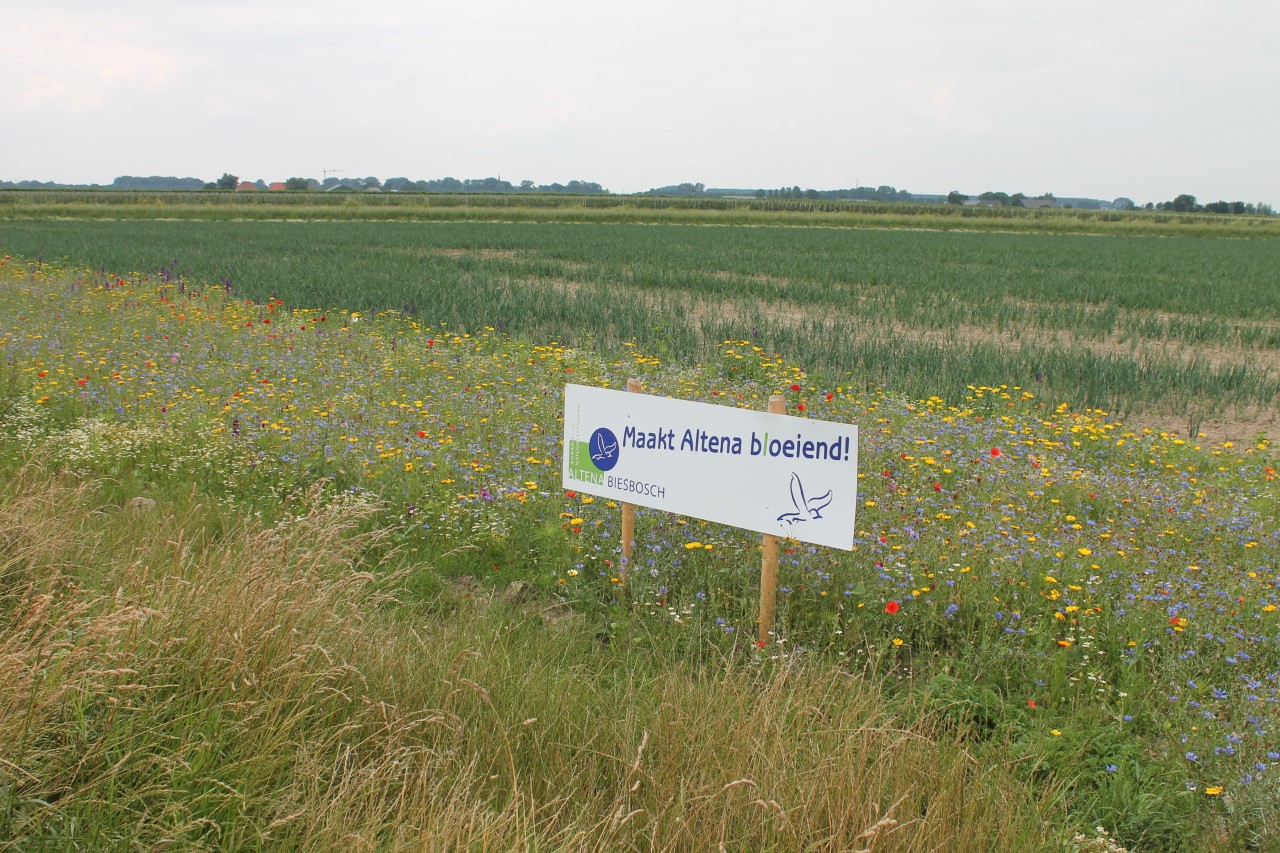 Waar blijft de zon(nebloem)?