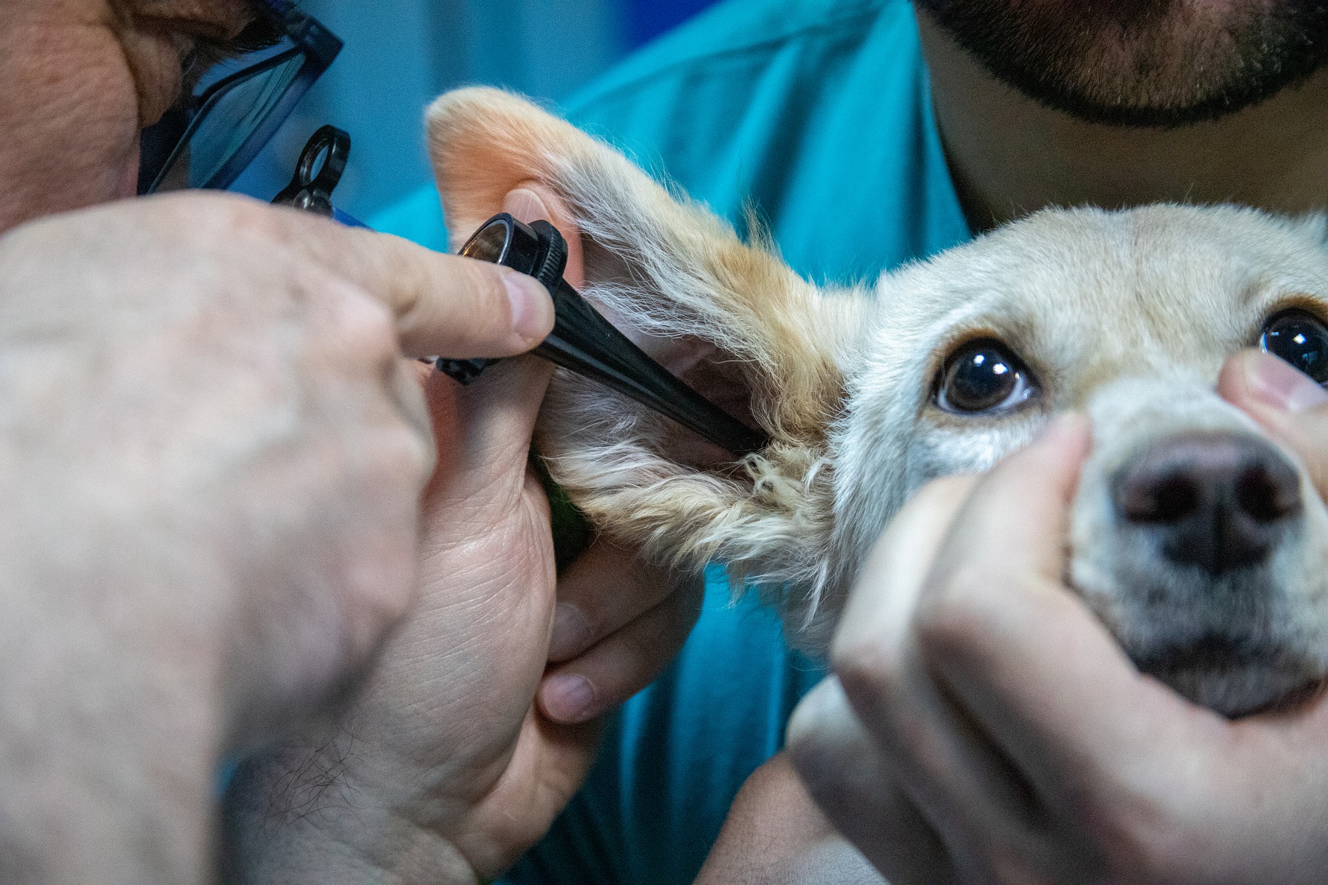 Personeel van Dierenkliniek Sleeuwijk wordt bedreigd en geïntimideerd door klant