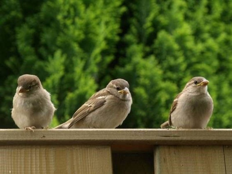 Maak uw erf aantrekkelijker voor vogels