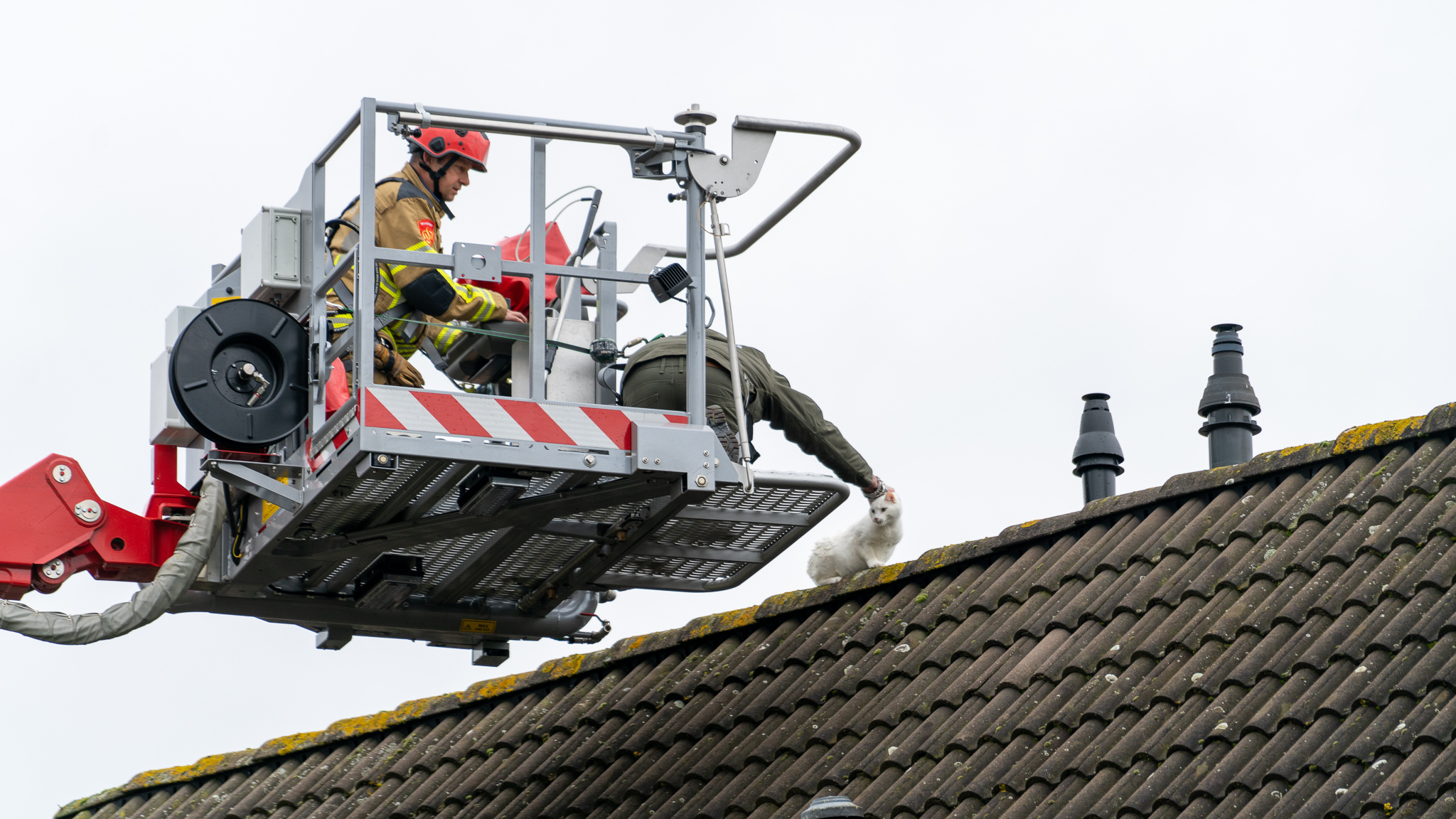 Kat van dak gered in Hank vlak voor de storm