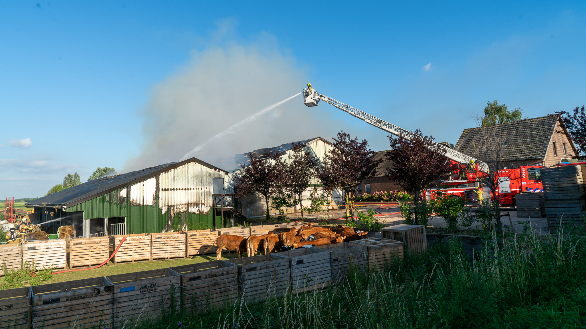 Grote brand in stal aan de Schenkeldijk in Nieuwendijk