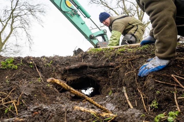 Toenemende schade door groeiende beverpopulatie