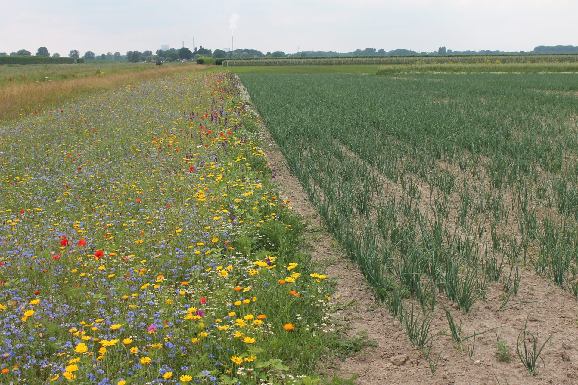 Oogstdankviering ZLTO-afdeling Altena-Biesbosch in RK-kerk Dussen