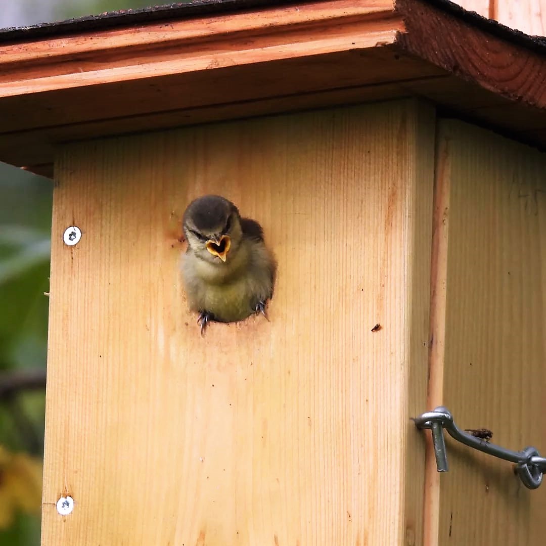 Samen vogelhuisjes maken voor Dussen