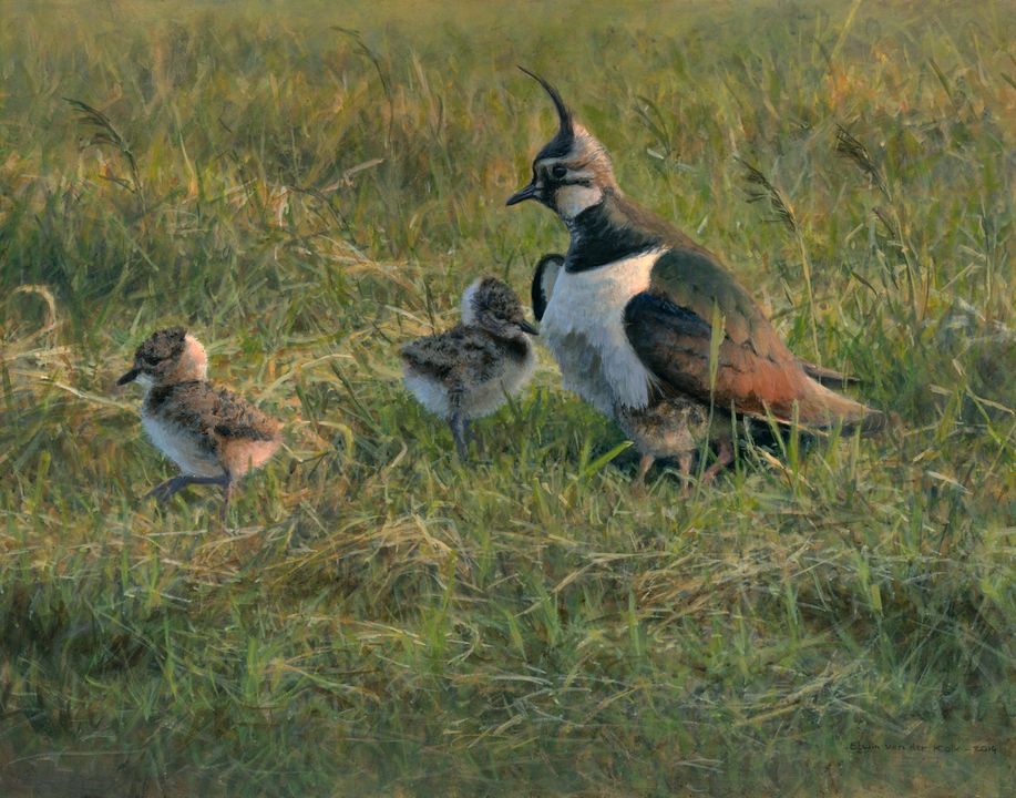 Weidevogelbescherming Altenatuur zoekt vrijwilligers