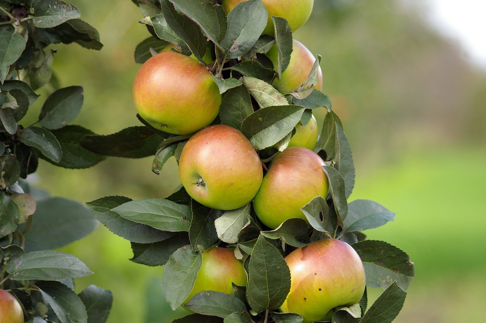 Pensioen voor ‘beste appelschilster ter wereld’