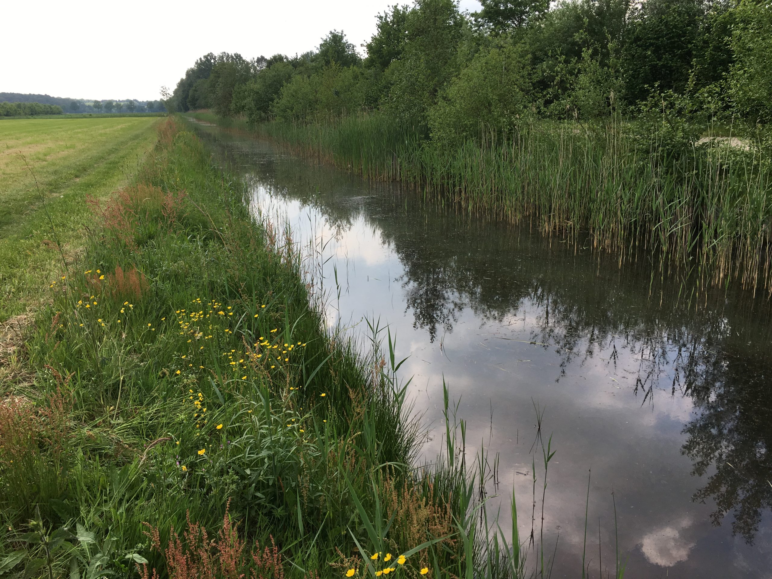 Start nieuwe subsidie voor natuurvriendelijke oevers