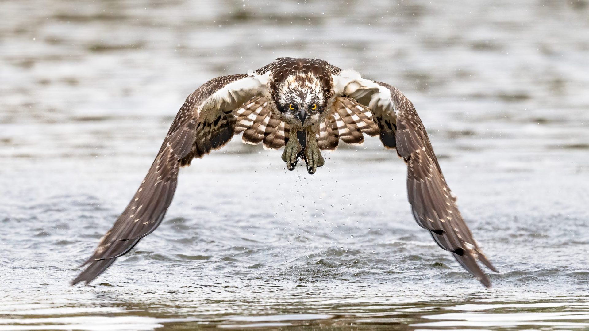 ‘Nieuwe vlam’ voor visarend-mannetje in de Biesbosch?